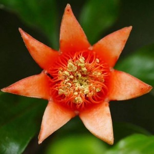 12346067_991636530879866_1180874266_n