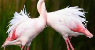 حول القديس فالانتين       بقلم: أنطوان يزبك