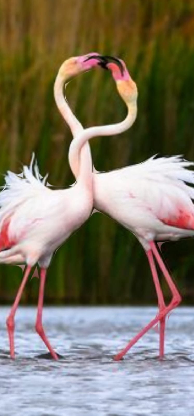 حول القديس فالانتين       بقلم: أنطوان يزبك